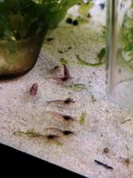 Meer dan 30 neocaridina garnalen. Uitgeselecteerd., Dieren en Toebehoren, Vissen | Aquariumvissen, Kreeft, Krab of Garnaal, Zoetwatervis