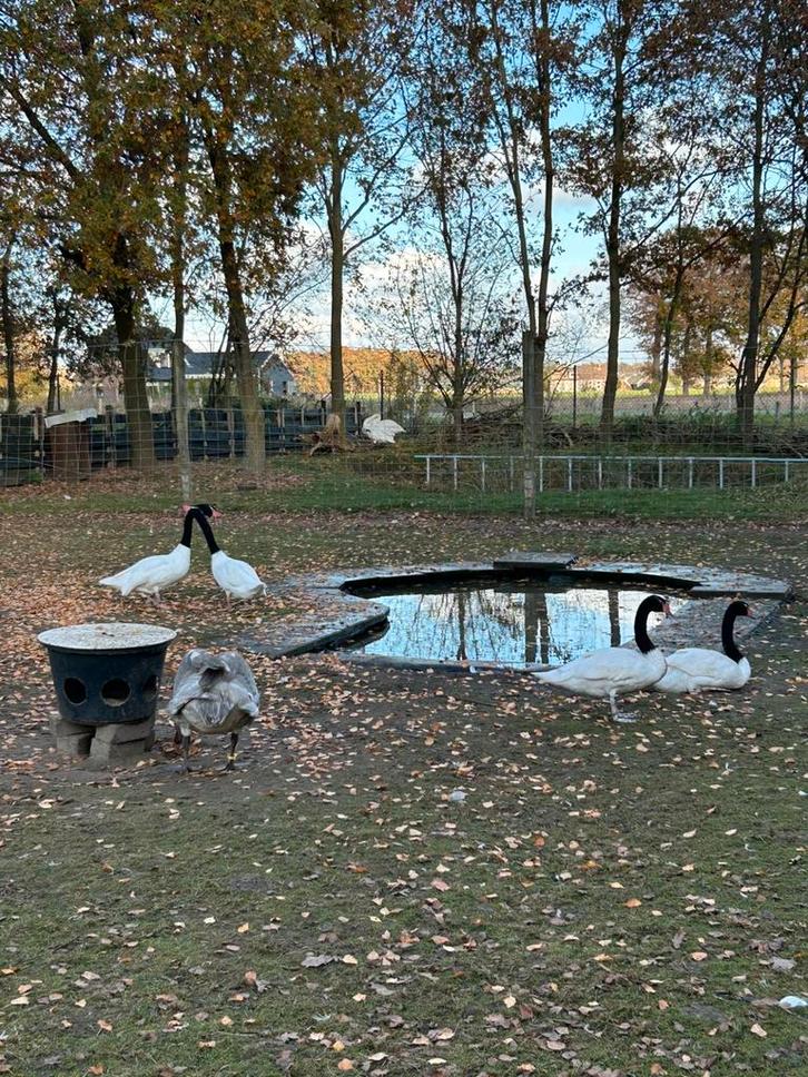 Zwanen ganzen eenden watervogels siereenden, Dieren en Toebehoren, Pluimvee, Gans of Zwaan, Meerdere dieren