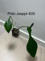 Philodendron Joepii, Huis en Inrichting, Kamerplanten, Overige soorten, Minder dan 100 cm, Halfschaduw, Groene kamerplant