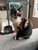 Lieve poesjes, Dieren en Toebehoren, Poes