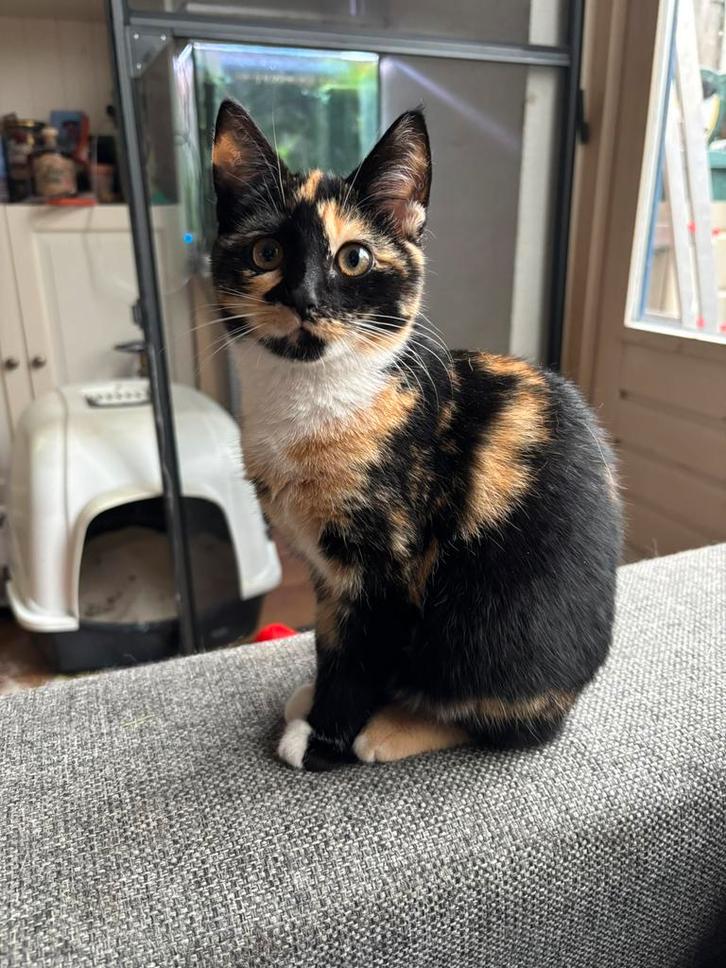 Lieve poesjes, Dieren en Toebehoren, Katten en Kittens | Overige Katten, Poes