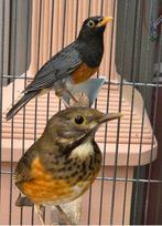 Koppel zwartborst lijsters zie omschrijving!, Meerdere dieren