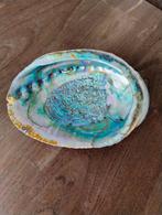 Abalone schelp, Verzamelen, Mineralen en Fossielen, Ophalen of Verzenden, Schelp(en)