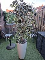 Grote Neppe Plant - 180 cm, Ophalen, Halfschaduw, 150 tot 200 cm