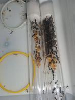 Messor barbarus 1q 70-150w | oogstmieren ants mierenkolonie, Dieren en Toebehoren, Mieren