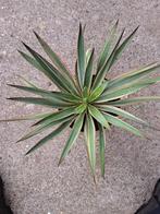 Yucca variegata, Tuin en Terras, Planten | Tuinplanten, Vaste plant, Overige soorten, Ophalen, Bloeit niet