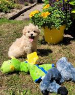 Leuke boomer pups te koop!, Dieren en Toebehoren, Overige rassen, CDV (hondenziekte), 8 tot 15 weken, Meerdere