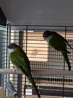 Aymara parkieten, Dieren en Toebehoren, Vogels | Parkieten en Papegaaien, Geslacht onbekend, Parkiet, Geringd