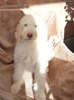 Te koop herplaatser labradoodle puppy reu, 8 tot 15 weken, Eén hond, Nederland, Fokker | Hobbymatig