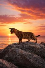 Prachtige lieve Bengaal poes – Brown tabby spotted, Dieren en Toebehoren, Poes, Gechipt