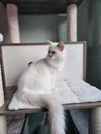 Ragdoll kitten met Stamboom!!!, Poes, Gechipt, 0 tot 2 jaar