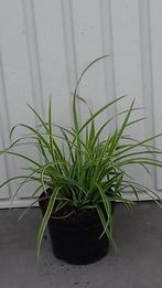 siergras carex ice dance, Ophalen, Lente, Vaste plant, Siergrassen