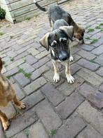 Medium kruising pup teefje 4 maanden, Particulier, Rabiës (hondsdolheid), 15 weken tot 1 jaar, Buitenland