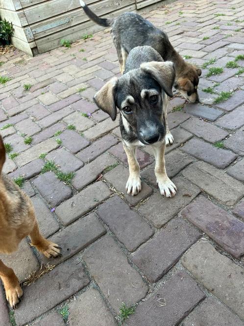 Medium kruising pup teefje 4 maanden, Dieren en Toebehoren, Honden | Niet-rashonden, Middel, Teef, Particulier, Eén hond, Buitenland