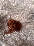 Rode Toypoedel pups ouders met stamboom, Poedel, Parvo, 8 tot 15 weken, Meerdere