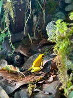 Phyllobates terribils, Amfibie, 0 tot 2 jaar