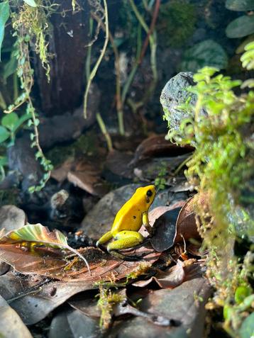 Phyllobates terribils beschikbaar voor biedingen