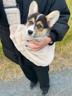 Hondendraagzak designed by lotte, Dieren en Toebehoren, Ophalen of Verzenden, Zo goed als nieuw