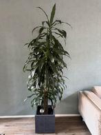 Dracaena kamerplant incl. pot, Huis en Inrichting, Kamerplanten, Ophalen, 200 cm of meer, Overige soorten, Halfschaduw