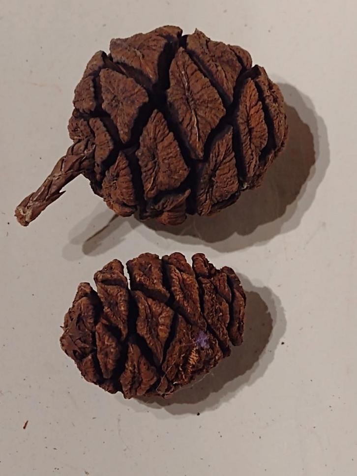 1,5 kg droge seqouia appeltjes / dennenappels voor kerststuk, Diversen, Kerst, Nieuw, Ophalen