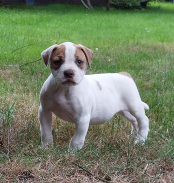 Mooie en gezonde Amerikaanse bulldog pups met stamboom beschikbaar voor biedingen