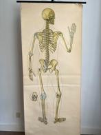 Twee Oude Schoolplaten Menselijke Anatomie, Antiek en Kunst, Antiek | Schoolplaten, Ophalen, Natuur en Biologie