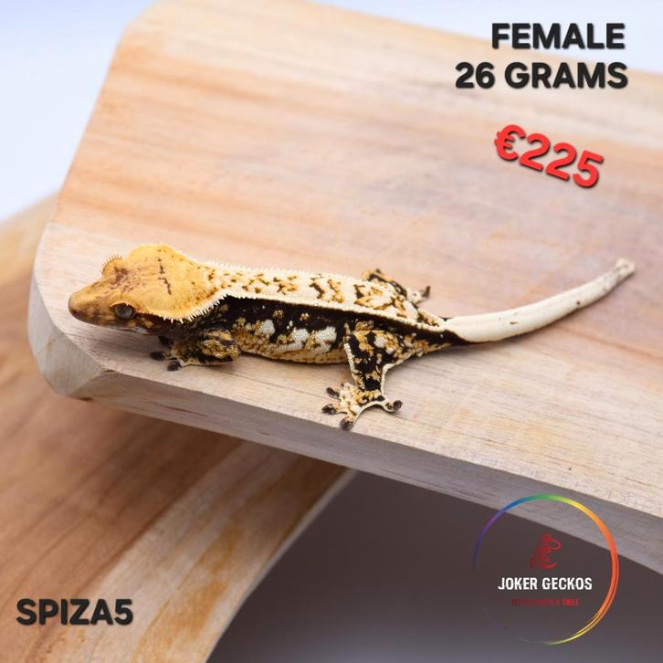 Wimpergekko Correlophus ciliatus JOKERGECKOS