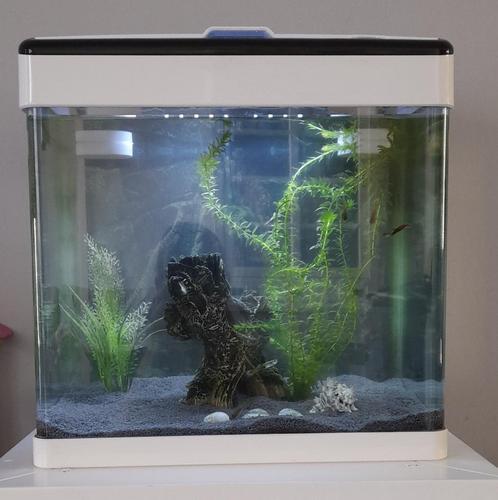 Leuk aquarium (circa 35 liter aquarium), Dieren en Toebehoren, Vissen | Aquaria en Toebehoren, Gebruikt, Gevuld zoetwateraquarium