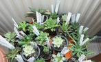 Cactussen en vetplanten: veel haworthia's, enkele cactusjes, Ophalen of Verzenden, Halfschaduw, Minder dan 100 cm