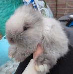 Prachtig teddydwerg rammetje 10 weekjes, Dieren en Toebehoren, Konijnen, Mannelijk, Dwerg