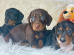 korthaar  standaard  teckel pups vanaf 1000€, Dieren en Toebehoren, Honden | Teckels en Dashonden, Nederland, 8 tot 15 weken, Dwerg