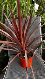 Cordyline australis - Koolpalm, Ophalen, Zomer, Volle zon