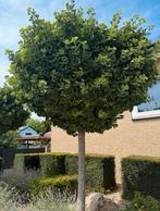 Ginkgo Biloba, sierboom in bolvorm 3 stuks, Tuin en Terras, Ophalen, Lente, Volle zon, Overige soorten