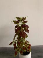 Coleus plant, Huis en Inrichting, Kamerplanten, Ophalen of Verzenden, Halfschaduw, Minder dan 100 cm