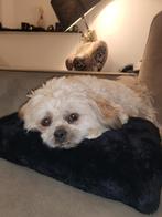 Boomer shih tzu/ maltezer  puppy's, Dieren en Toebehoren, Honden | Chihuahua's en Gezelschapshonden, Overige rassen, 8 tot 15 weken