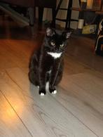 kitten, Dieren en Toebehoren, Katten en Kittens | Overige Katten, Poes, Kortharig, 0 tot 2 jaar