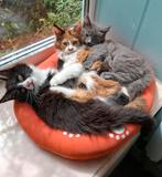 Mooie Maine Coon kittens, Meerdere dieren, Gechipt, 0 tot 2 jaar