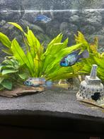 OPZOEK! Electric blue acara, Vis, Zoetwatervis
