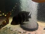 Frontosa, Dieren en Toebehoren, Vis