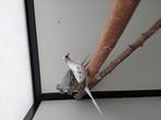 Bonte diamantduif man te koop, Mannelijk, Overige soorten