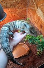 Blauwtongskink 1.0 moet z.s.m weg, Dieren en Toebehoren, Hagedis, 0 tot 2 jaar