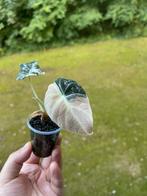 Alocasia Black velvet variegata, Ophalen of Verzenden, Overige soorten, Minder dan 100 cm