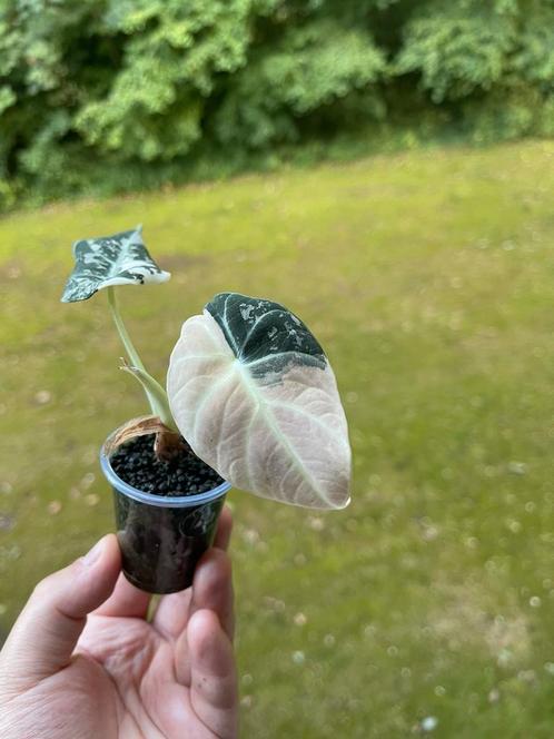 Alocasia Black velvet variegata, Huis en Inrichting, Kamerplanten, Overige soorten, Minder dan 100 cm, Ophalen of Verzenden