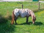 super mooie appaloosa minni merrie, Dieren en Toebehoren, Pony's, Merrie, Gechipt, A pony (tot 1.17m), 3 tot 6 jaar
