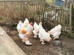 Broedeieren van de groothoender Brahma, Dieren en Toebehoren, Pluimvee, Geslacht onbekend, Kip