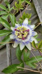 Passiebloem plant, Tuin en Terras, Ophalen, Overige soorten, Volle zon