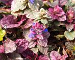 Kruipend zenegroen Ajuga reptans 'Burgundy Glow' vaste plant, Ophalen, Halfschaduw