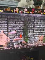 3 goudvissen, Dieren en Toebehoren, Vissen | Aquaria en Toebehoren, Ophalen of Verzenden, Gevuld zoetwateraquarium