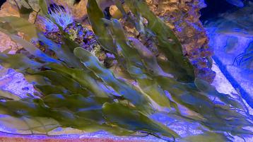 Caulerpa prolifera zeewier voor zeeaquarium beschikbaar voor biedingen