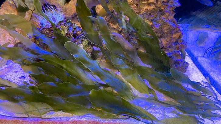 Caulerpa prolifera zeewier voor zeeaquarium, Dieren en Toebehoren, Vissen | Aquariumvissen, Zoutwatervis, Overige typen